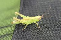 Mecostethus parapleurus parapleurus