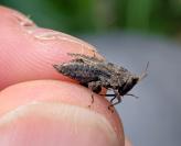 Tetrix undulata