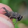 Tetrix undulata