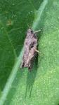 Tetrix undulata
