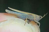 Tetrix subulata