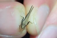 Tetrix subulata