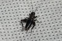 Nemobius sylvestris sylvestris