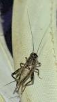 Eumodicogryllus bordigalensis bordigalensis