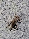 Acheta domesticus