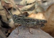 Calliptamus italicus
