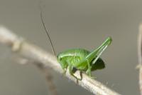 Isophya pyrenaea