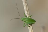 Isophya pyrenaea