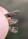 Calliptamus italicus