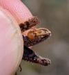 Calliptamus barbarus