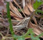 Tessellana tessellata tessellata