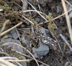 Myrmeleotettix maculatus maculatus