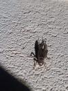 Acheta domesticus