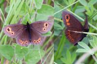 Erebia medusa
