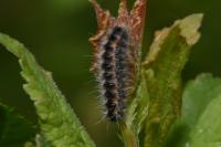 Rhagades pruni