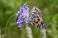 Vanessa cardui
