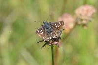 Spialia sertorius