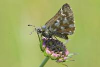 Spialia sertorius