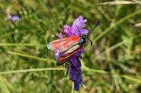 Zygaena minos/purpuralis