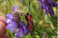 Zygaena minos/purpuralis