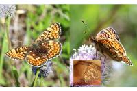 Melitaea phoebe