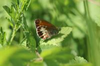 Coenonympha arcania