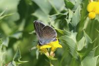 Cyaniris semiargus