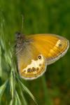 Coenonympha arcania