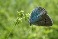Glaucopsyche alexis