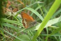 Coenonympha arcania