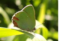 Callophrys rubi