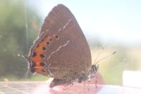 Satyrium pruni