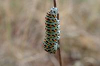Papilio machaon