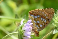 Fabriciana adippe