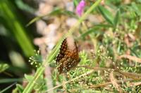 Melitaea athalia