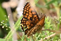 Melitaea athalia