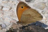Maniola jurtina jurtina