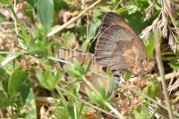 Maniola jurtina jurtina