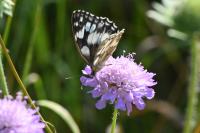Melanargia galathea