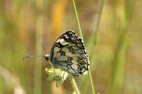 Melanargia galathea