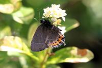 Satyrium pruni