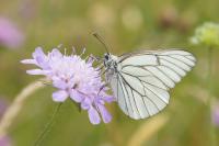 Aporia crataegi