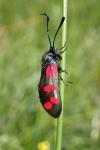 Zygaena filipendulae/transalpina