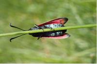 Zygaena filipendulae/transalpina