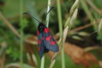 Zygaena trifolii