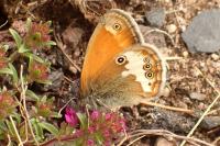 Coenonympha arcania