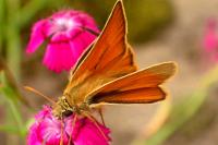 Ochlodes sylvanus