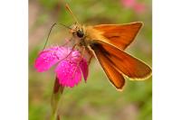 Ochlodes sylvanus