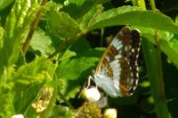 Limenitis camilla