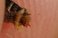 Melitaea athalia